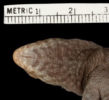Media type: image;   Herpetology R-22667 Aspect: head ventral